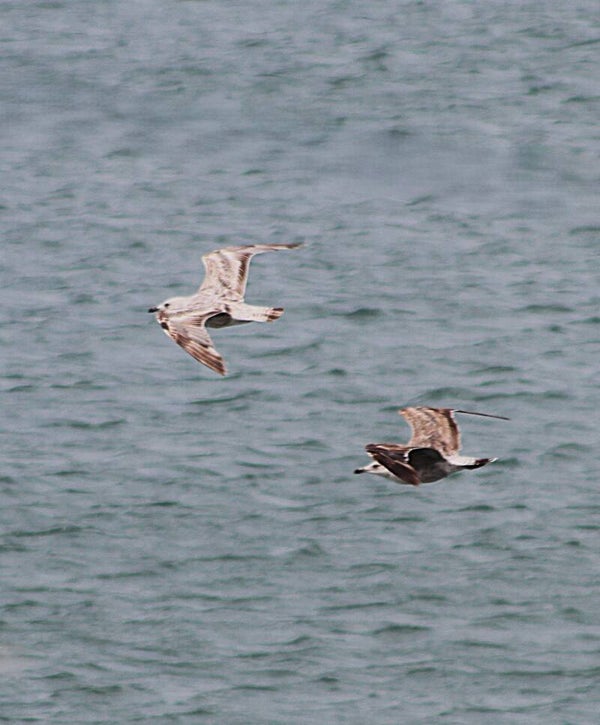 Birds Of Flight