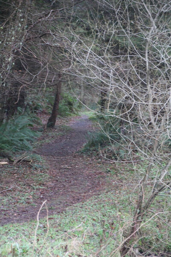 forest path