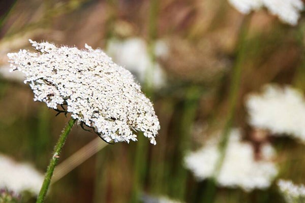 white flowers