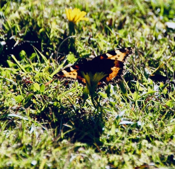 A double shot of a butterfly