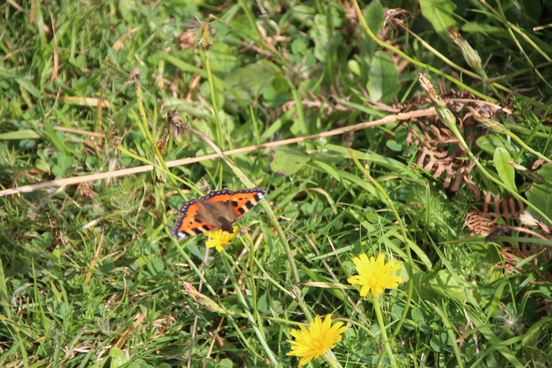 butterfly amongst the flowers