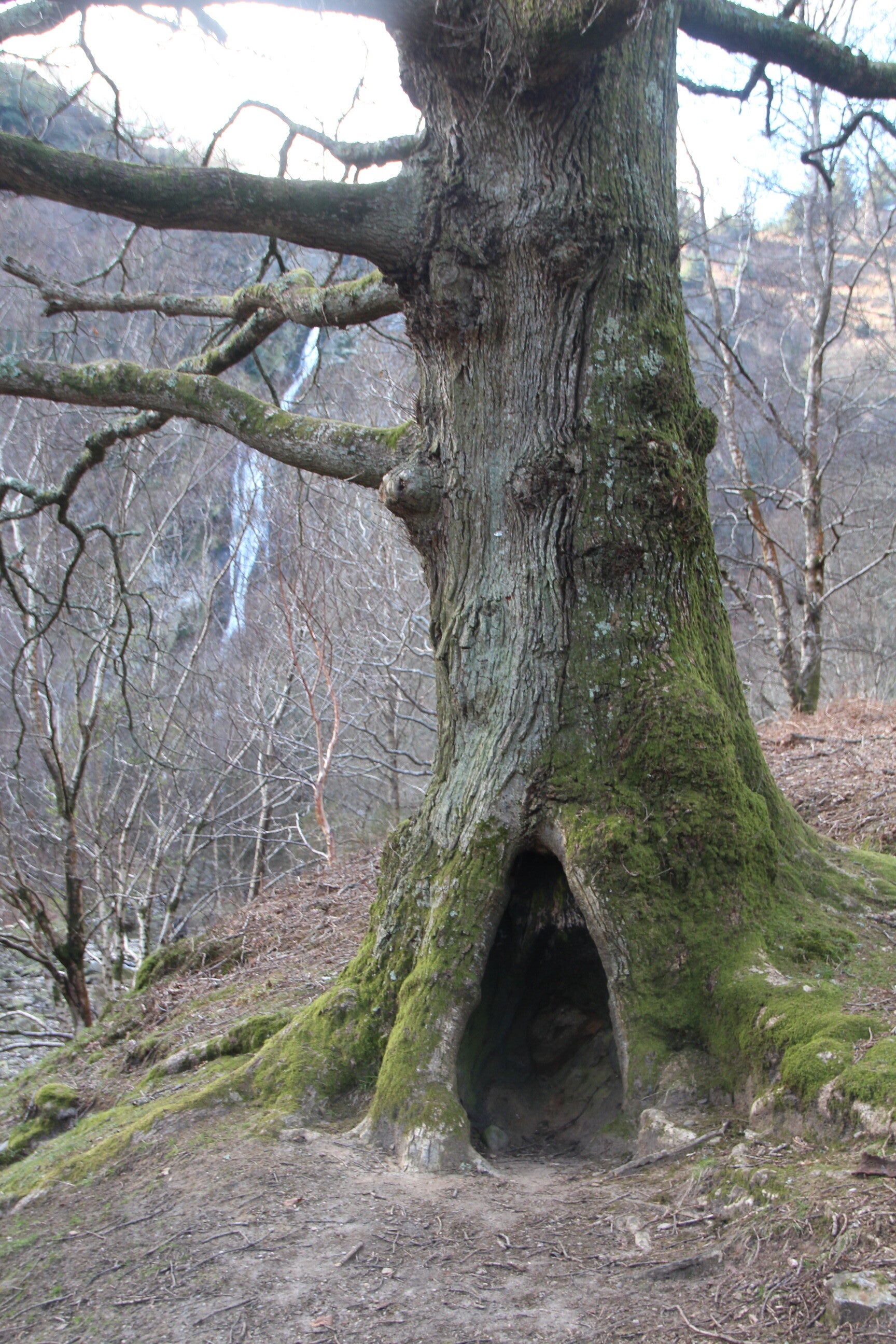 Cave in a tree