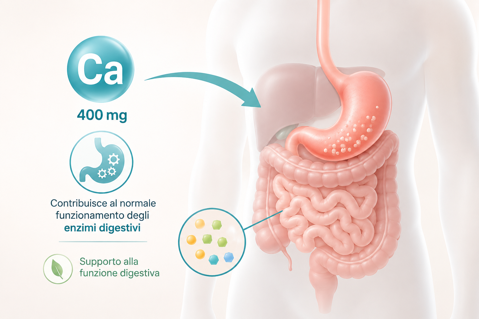Infografica sul ruolo del calcio nella digestione, con rappresentazione dello stomaco e dell’intestino. Il calcio contribuisce al normale funzionamento degli enzimi digestivi e Gadirel apporta 400 mg di calcio.