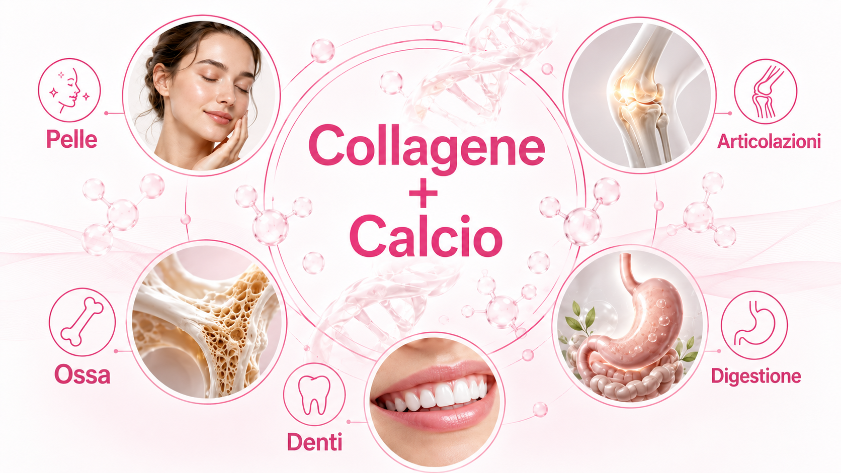 Infografica su collagene e calcio con immagini di pelle, articolazioni, ossa, denti e apparato digerente, per rappresentare il ruolo strutturale del collagene e le funzioni del calcio nell’organismo.
