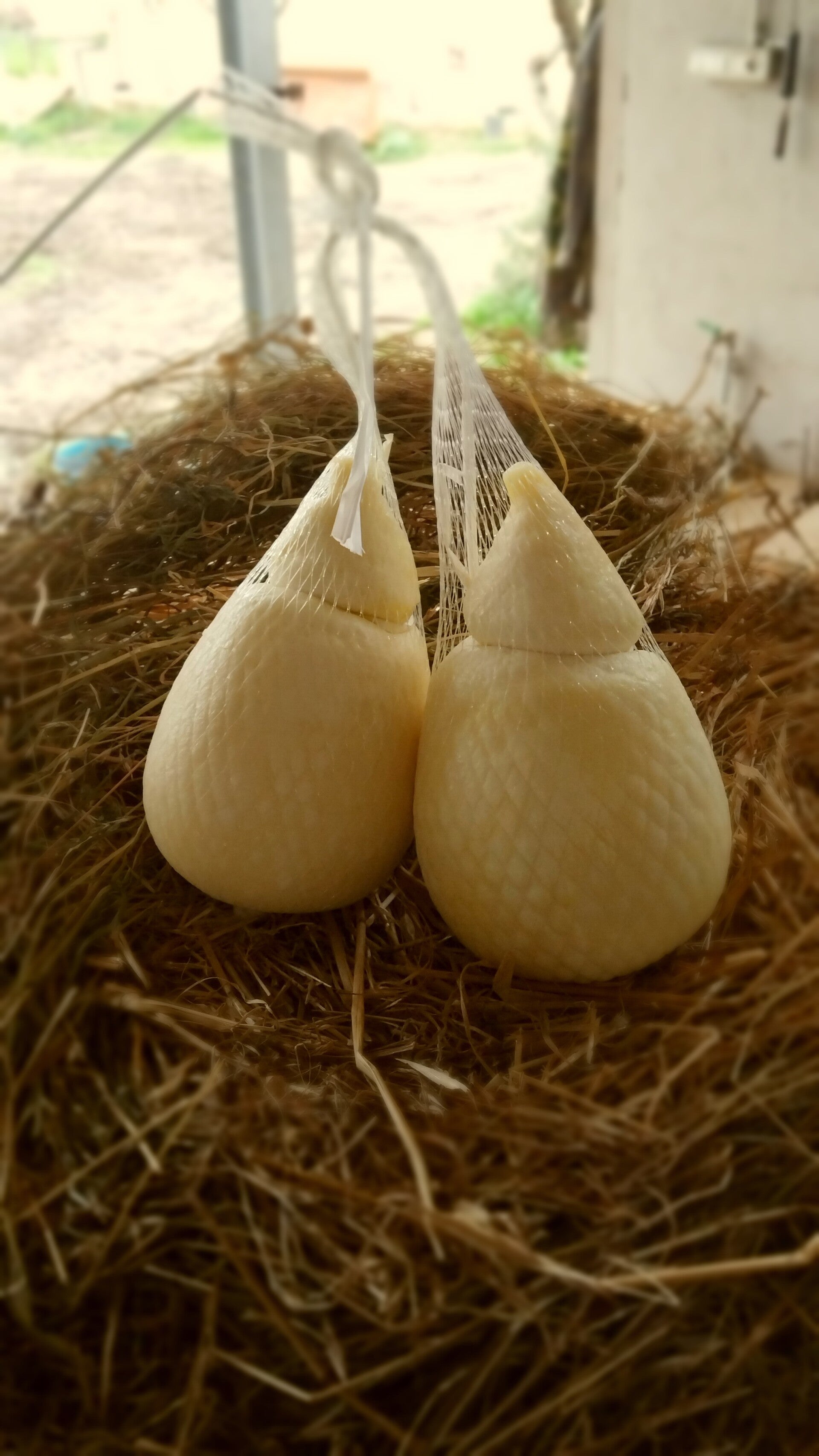 Caciofilato di capra napoletana