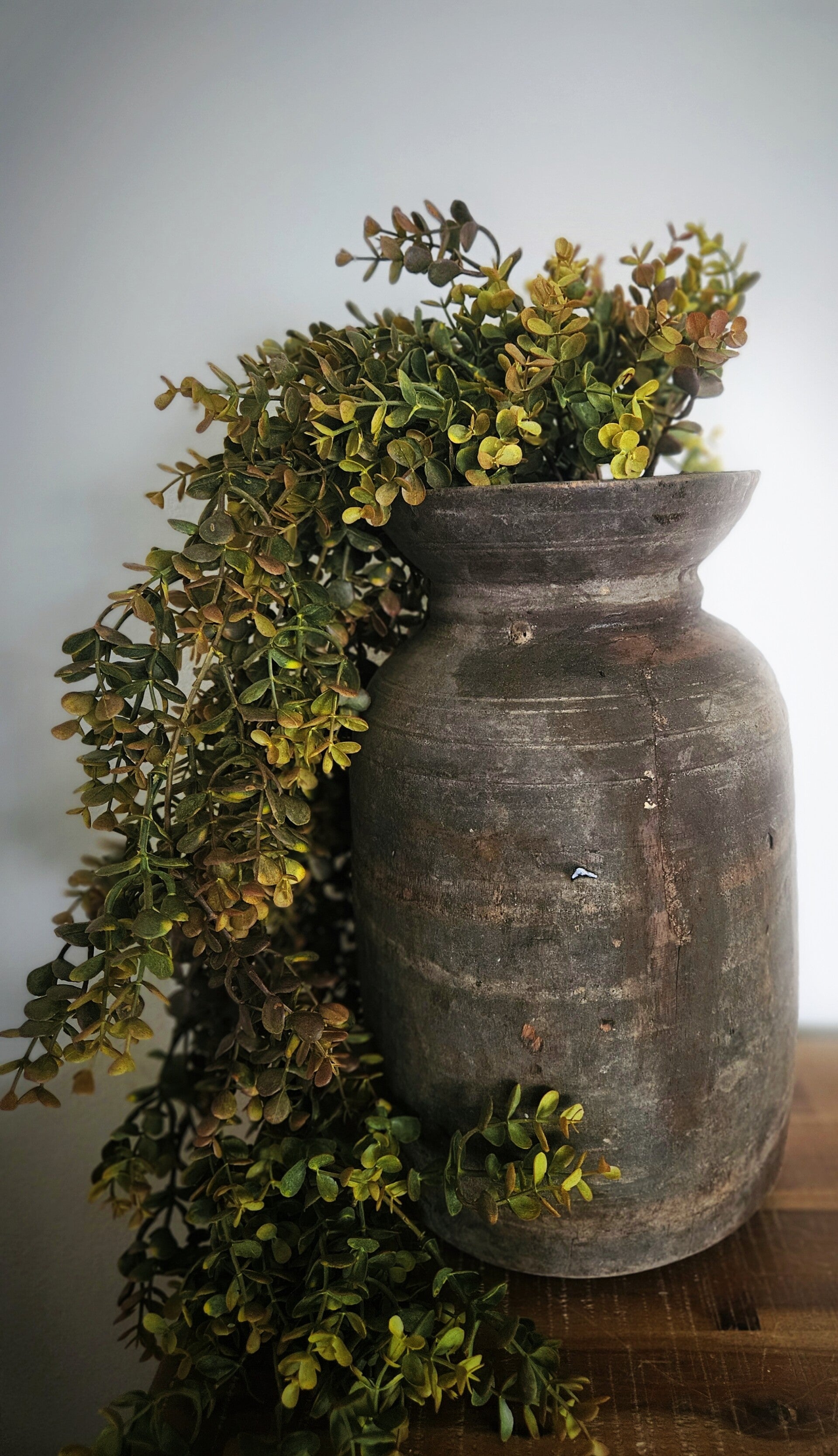 Eucalyptus hangplant