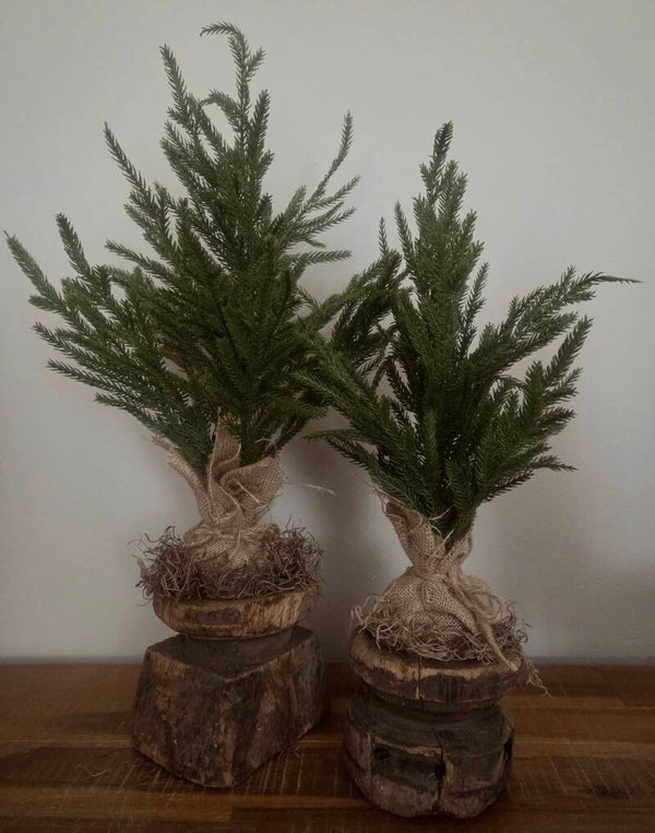 Picea abies in jute