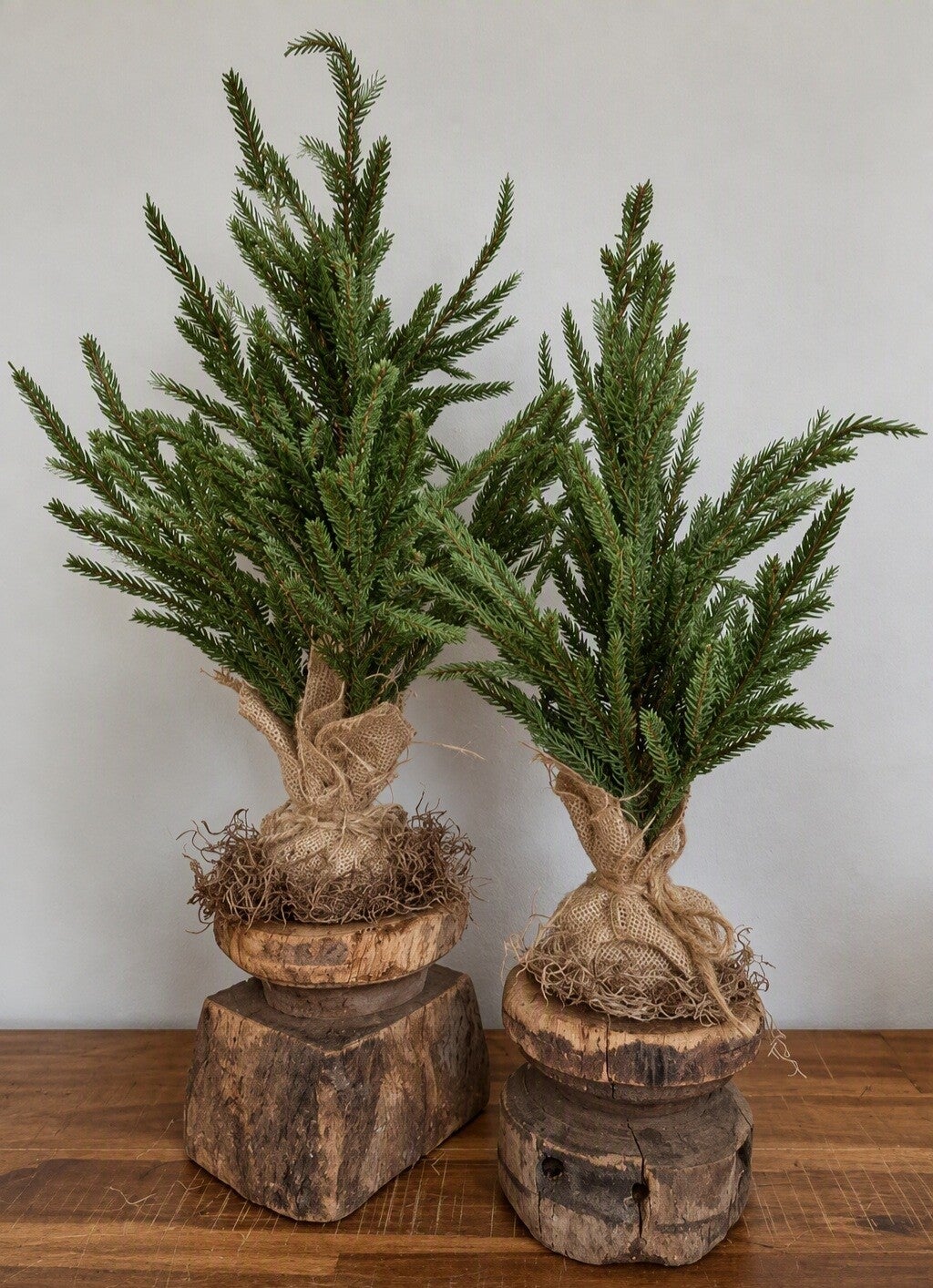 Picea abies in jute