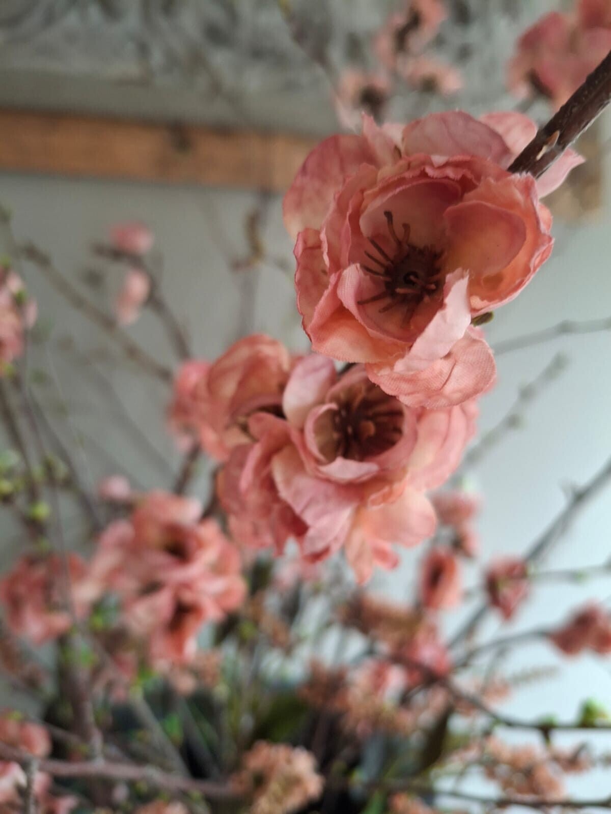 Chaenomeles Double Pink