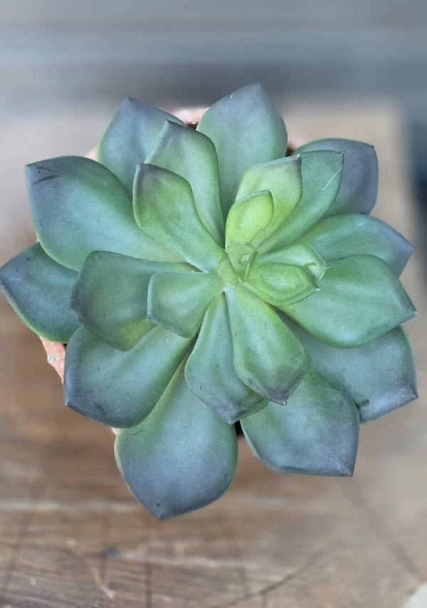 Vetplant