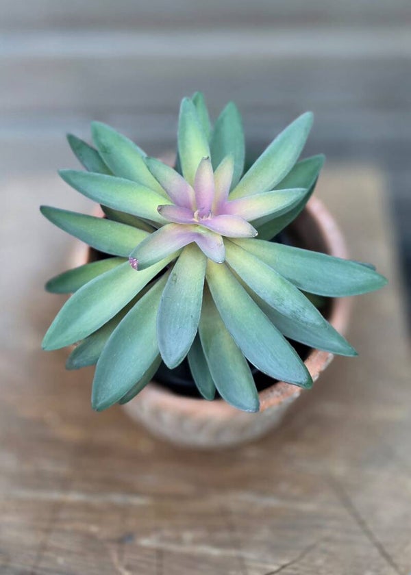 Echeveria vetplant