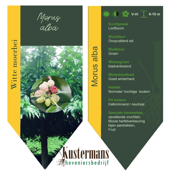 BG-FM00-0-001  Morus Alba / Witte Moerbei