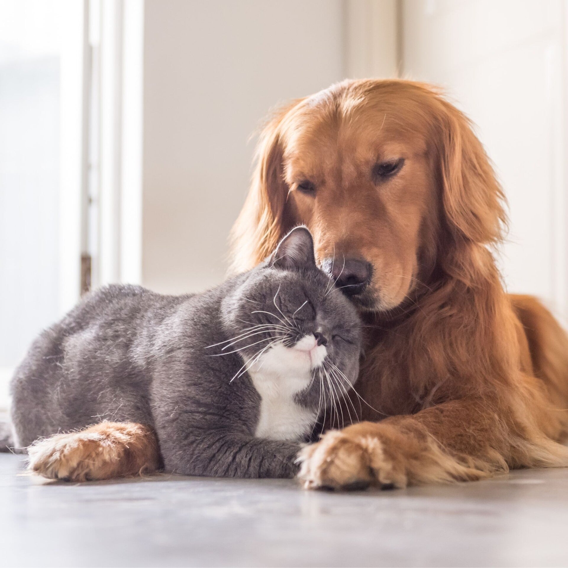 ANIMAUX LOGEMENT (PAR ANIMAL)