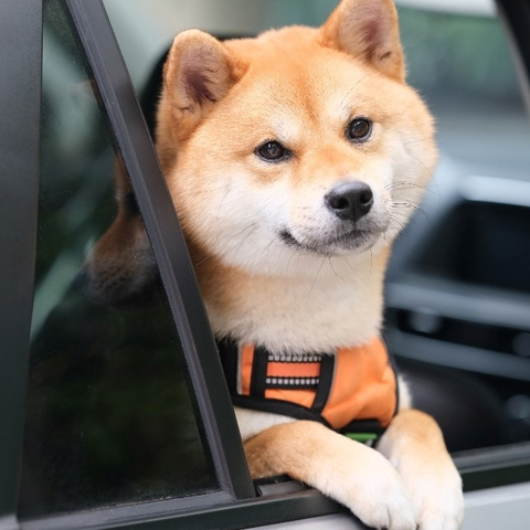 Pet friendly taxi Biograd na Moru comfortable car for dog owners