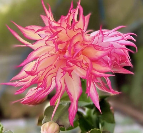 Schlumbergera cv AN054 Double Lizzy STECKLING – Weihnachtskaktus