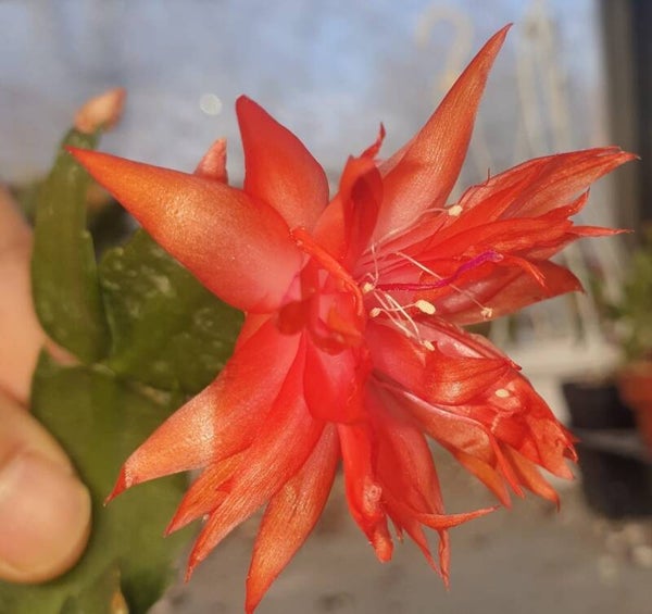 Schlumbergera cv AN055 Double Tangerine – Weihnachtskaktus Blattkaktus