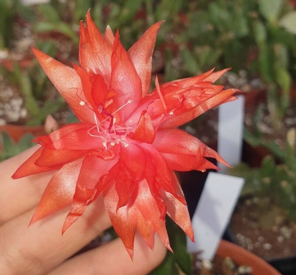 Schlumbergera cv AN055 Double Tangerine STECKLING – Weihnachtskaktus