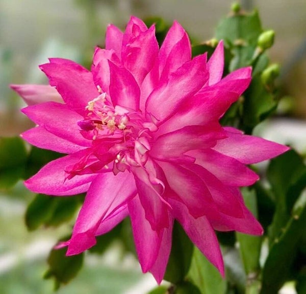 Schlumbergera cv PG2277 Winter Love – Weihnachtskaktus Blattkaktus