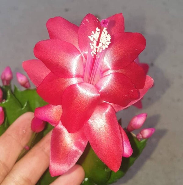 Schlumbergera cv Corumba Brazil Steckling – Weihnachtskaktus