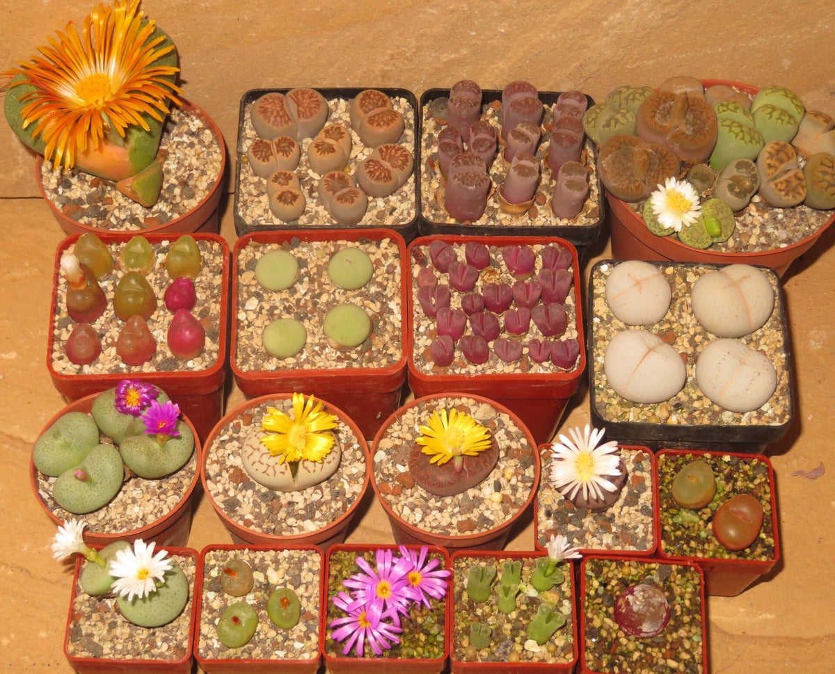 MESEMBS Lithops & Co / SHOP | CULTURE PLANTS