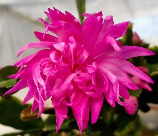 Schlumbergera cv AN006 Steckling – Weihnachtskaktus Blattkaktus