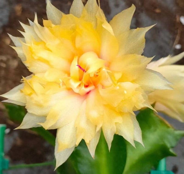 Schlumbergera cv AN007 – Weihnachtskaktus Blattkaktus