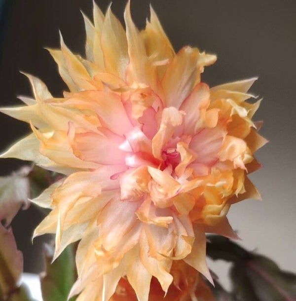 Schlumbergera cv AN008 – Weihnachtskaktus Blattkaktus