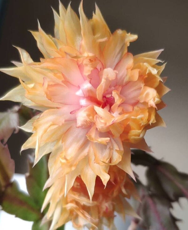 Schlumbergera cv AN008 Pflanze – Weihnachtskaktus Blattkaktus