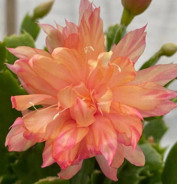 Schlumbergera cv AN011 Swedish Crown – Weihnachtskaktus Blattkaktus