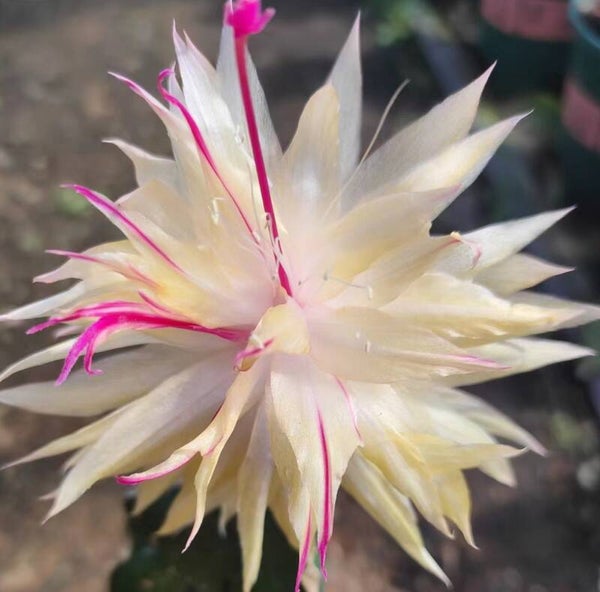 Schlumbergera cv AN016 – Weihnachtskaktus Blattkaktus