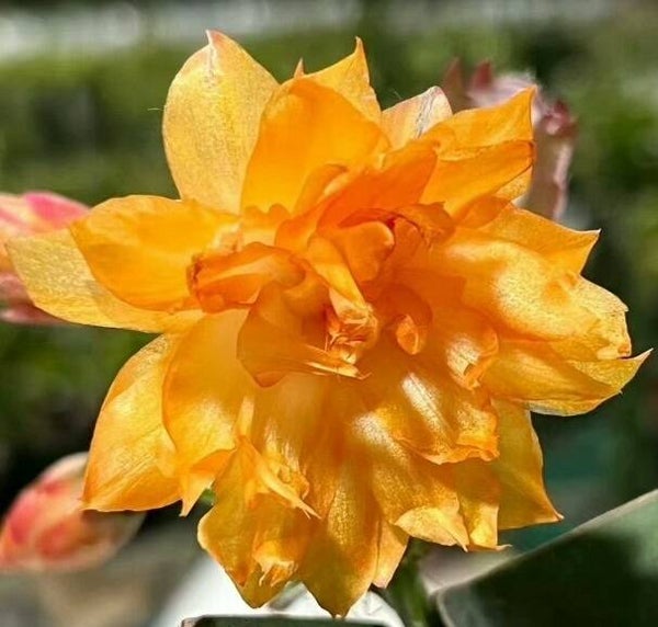 Schlumbergera cv Double Mango AN037 – gefüllte Blüte Weihnachtskaktus