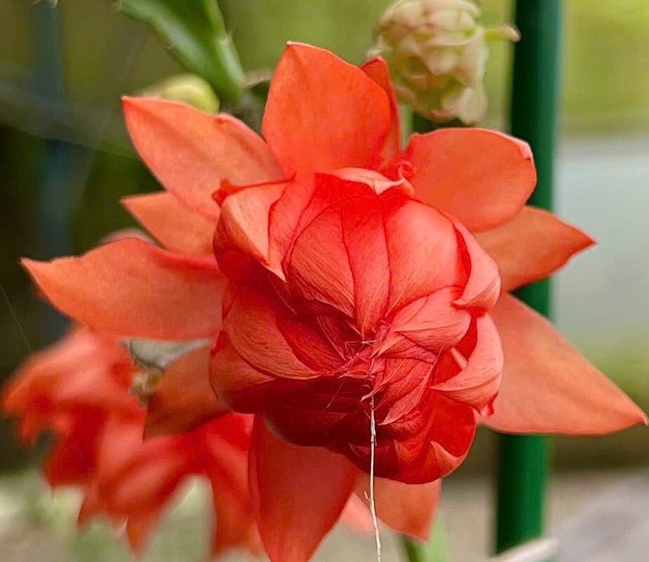 Schlumbergera cv Blood Moon AN050 – gefüllte Blüte Weihnachtskaktus