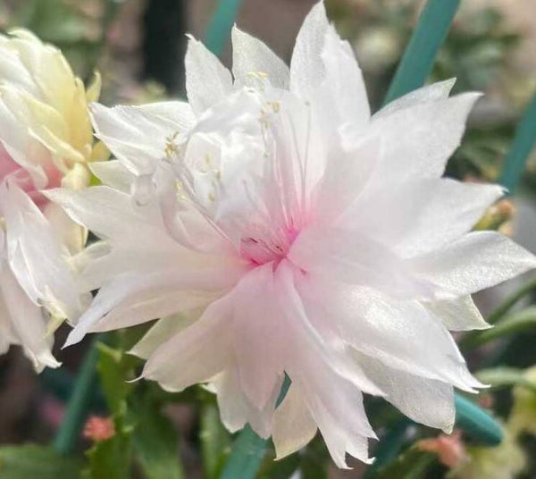 Schlumbergera cv Angels Cloud – gefüllte Blüte Weihnachtskaktus