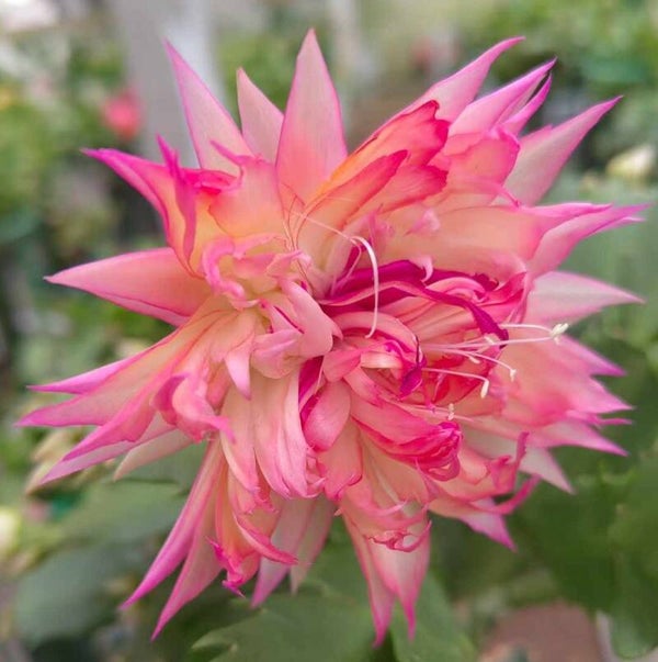 Schlumbergera cv AN068 – gefüllte Blüte Weihnachtskaktus