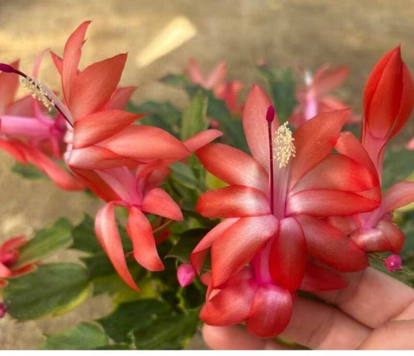 Schlumbergera cv Apricot variegata – Weihnachtskaktus Blattkaktus