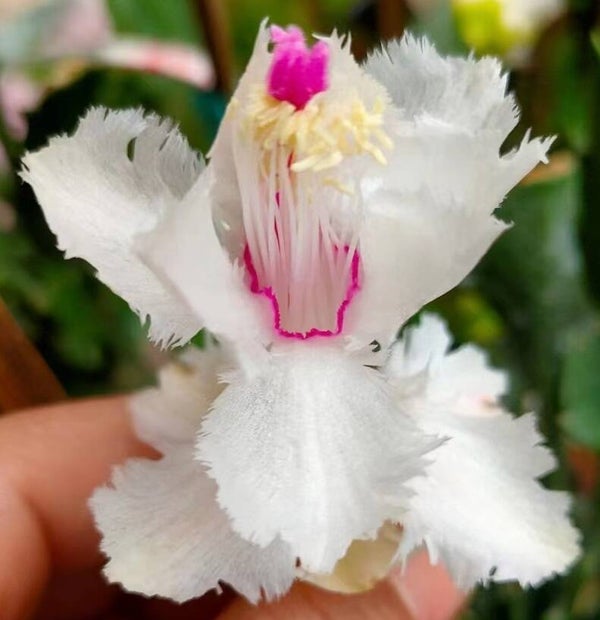 Schlumbergera cv Aspen – Weihnachtskaktus Blattkaktus