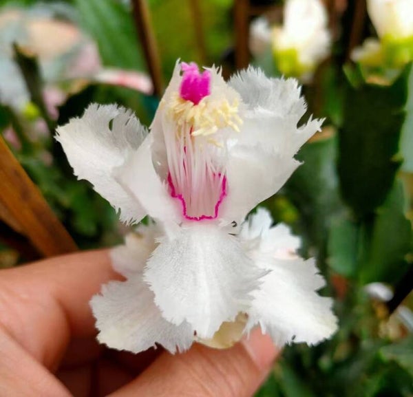 Schlumbergera cv Aspen Pflanze – Weihnachtskaktus Blattkaktus