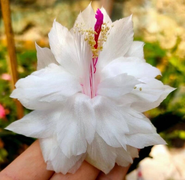 Schlumbergera cv Branca Dobrada – Weihnachtskaktus Blattkaktus