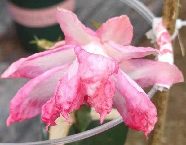 Schlumbergera cv Bump Queen – Weihnachtskaktus Blattkaktus