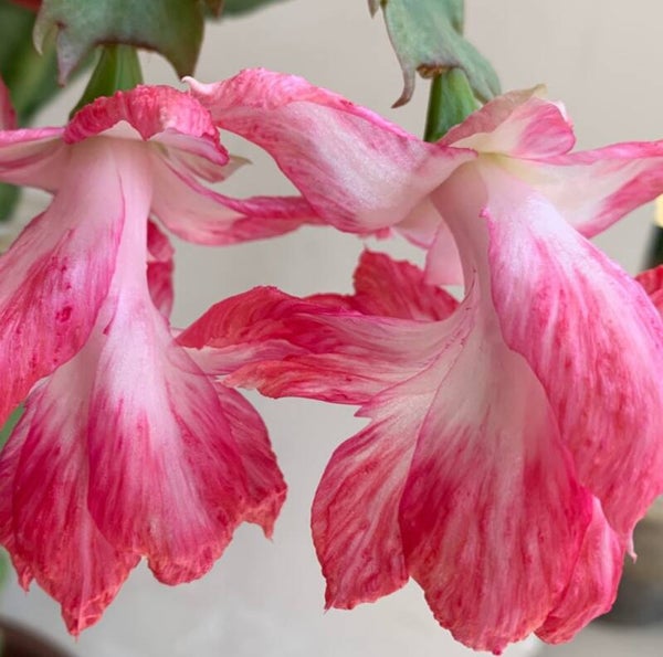 Schlumbergera cv Bump Queen – Weihnachtskaktus Blattkaktus