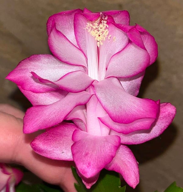 Schlumbergera cv Campinas Brazil STECKLING – Weihnachtskaktus