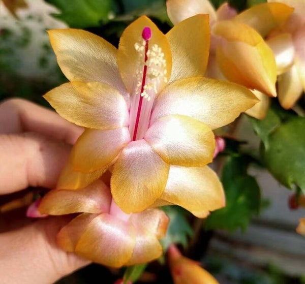 Schlumbergera cv Cebeline – Weihnachtskaktus Blattkaktus