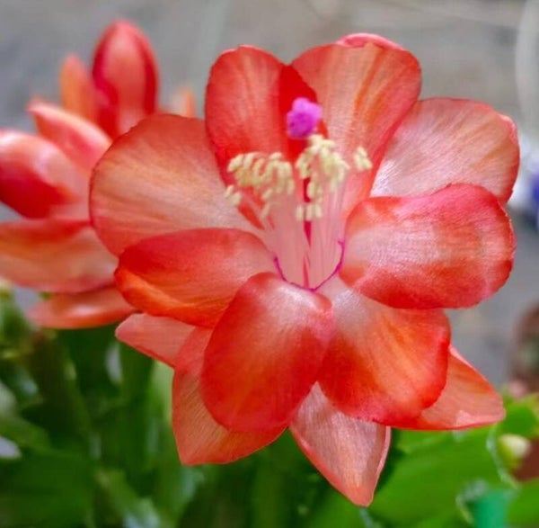 Schlumbergera cv Cecilia – Weihnachtskaktus Blattkaktus