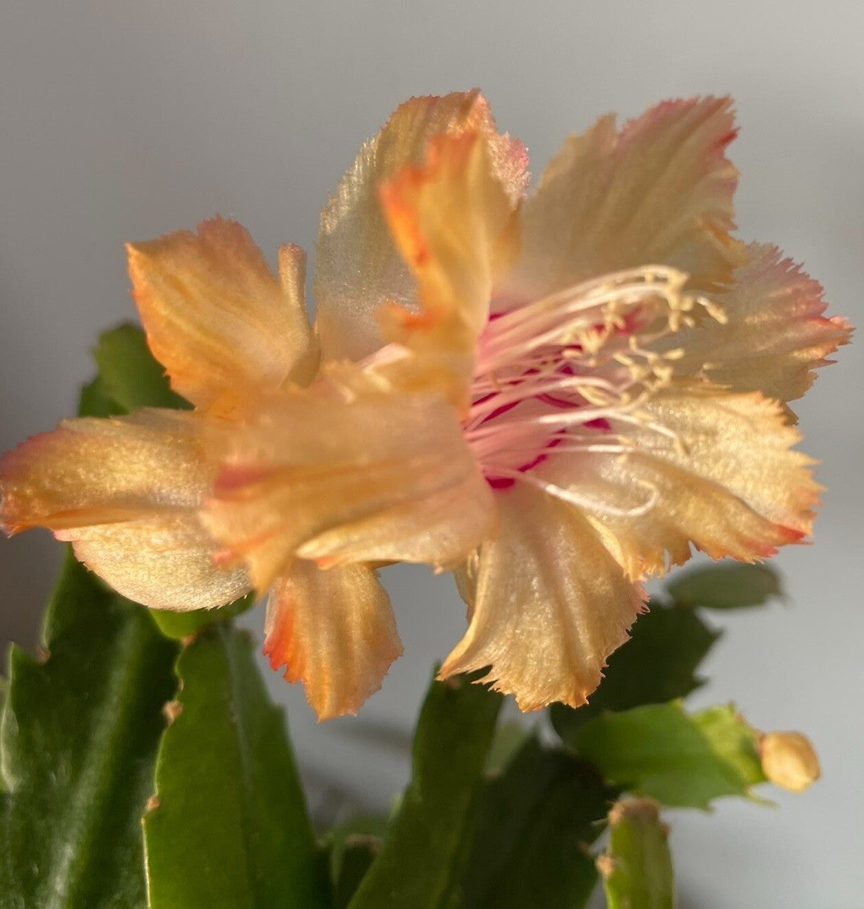 Schlumbergera cv Chelsea – Weihnachtskaktus Zygocactus