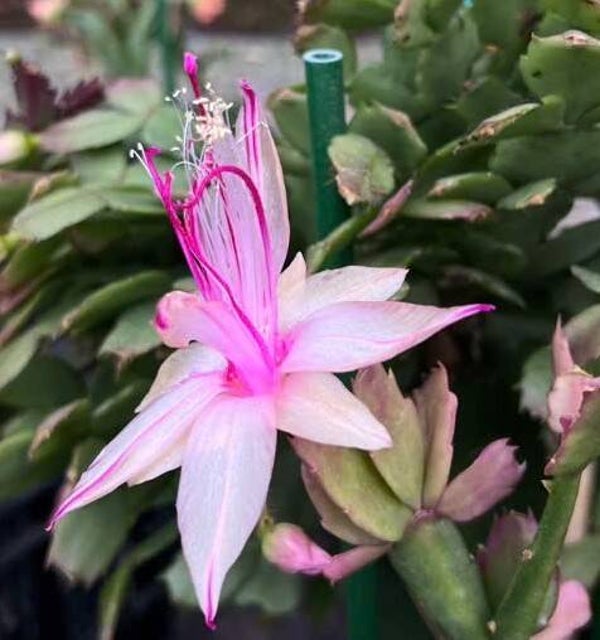 Schlumbergera cv Yasi - Yellow Chiba Spot – Weihnachtskaktus Blattkaktus