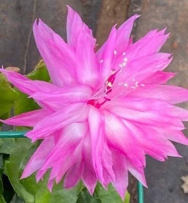 Schlumbergera cv Double Frosted STECKLING – Weihnachtskaktus