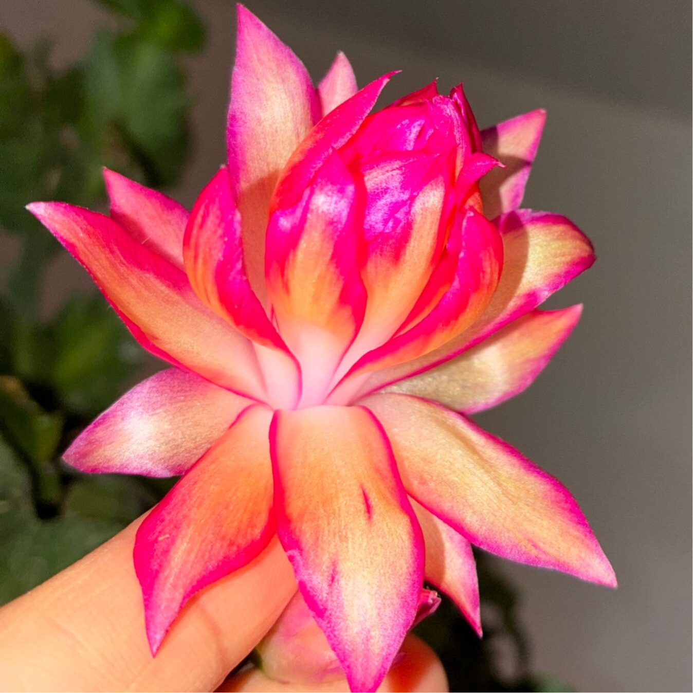 Schlumbergera Hybrid Double Peach - Cutting Steckling