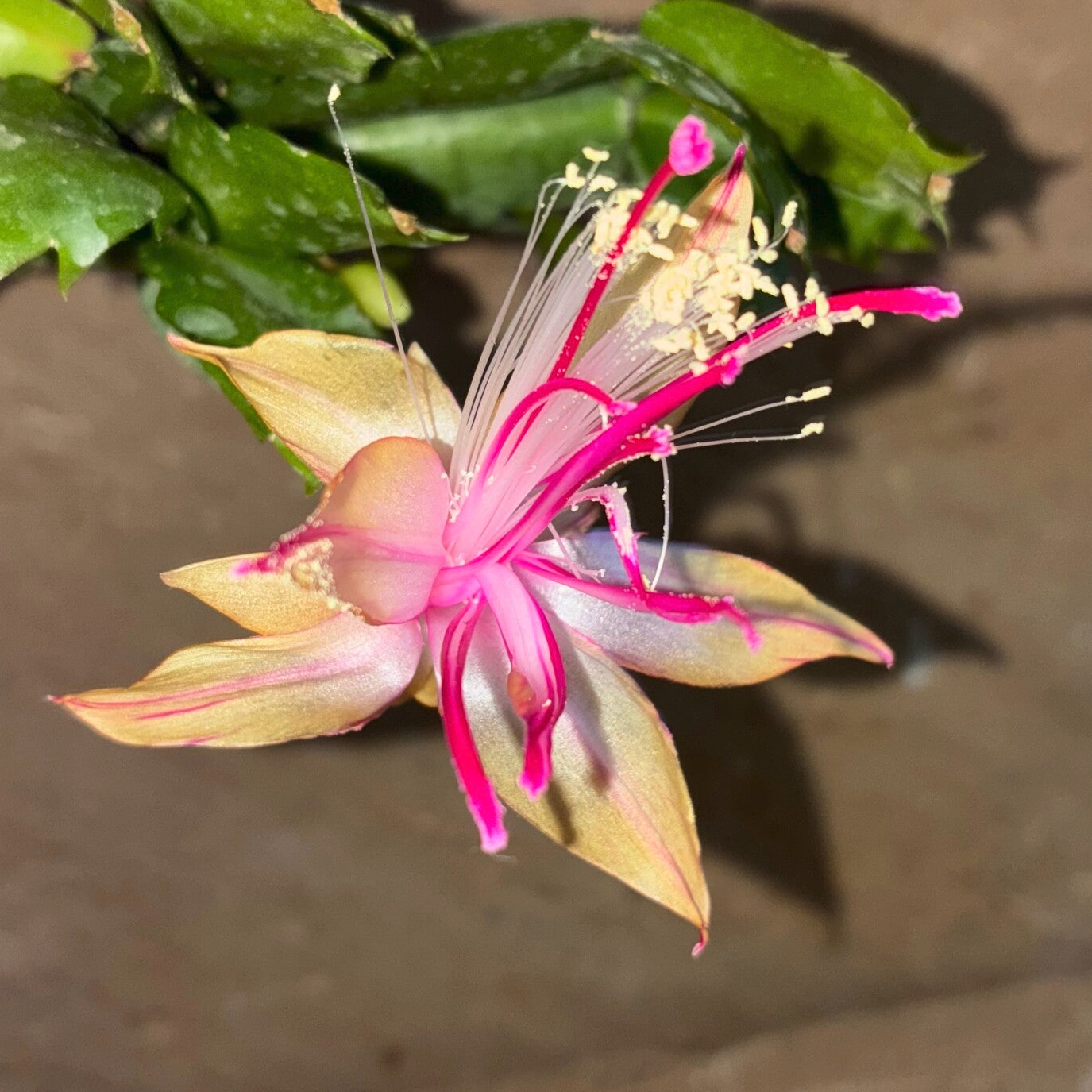 Schlumbergera cv Yasi - Yellow Chiba Spot – Weihnachtskaktus Blattkaktus