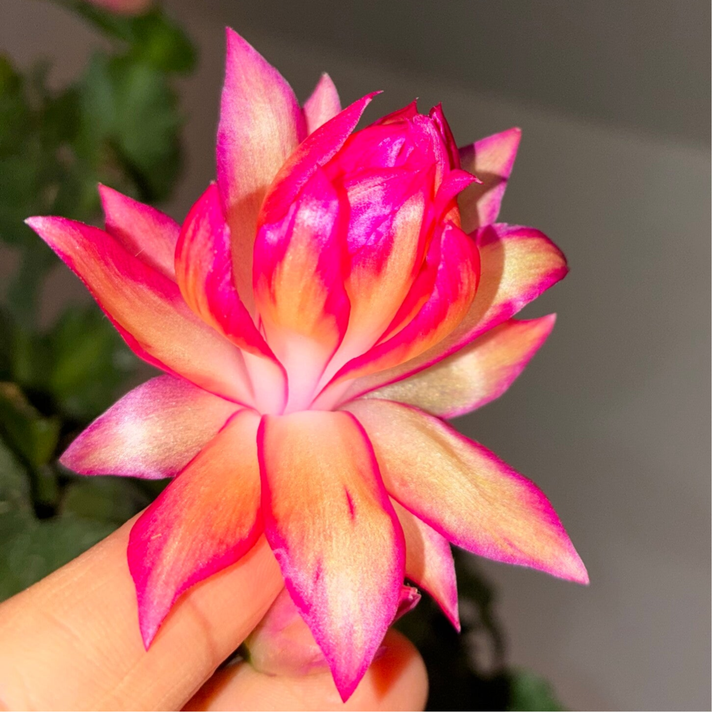 Schlumbergera Hybrid Double Peach New!!! Cutting Steckling