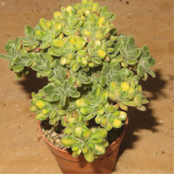 Aeonium lindleyi variegata